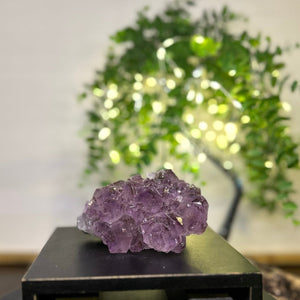 Amethyst x Rutile Cluster Crystal #C093 | Collection Quality Amethyst - Lucid Willow - Crystal